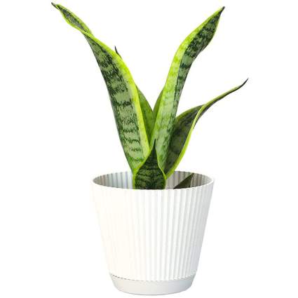 live snake plant