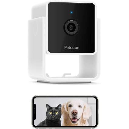 petcube camera